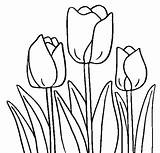Coloring Tulip Tulips Pages Drawing Flowers Cultivated Ready Spring Line Crafts Simple Drawings Print Step Printable Kids Getdrawings Craft Artistic sketch template