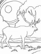 Elk Coloring Pages Rocky Mountain Choose Board Printable sketch template