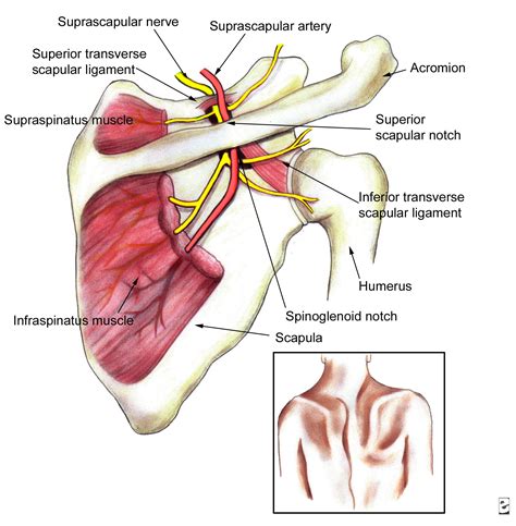 dig  shoulder active rehab part  phrenic nerve