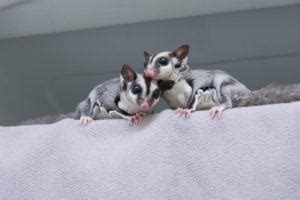 choose   size cage  sugar gliders pet keen