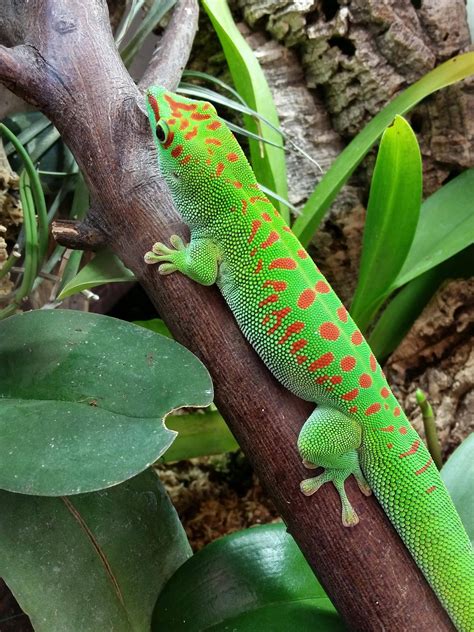 giant day geckos   greenest green ive