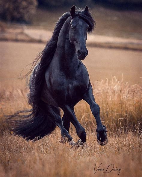horse lovers  instagram black beauty follow atextraordinary