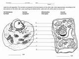 Eukaryotes Prokaryotes Eukaryotic Tpt sketch template
