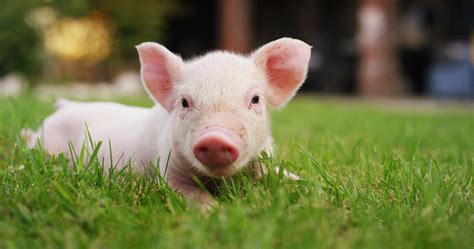 dingen die je moet weten  tamme varkens landidee