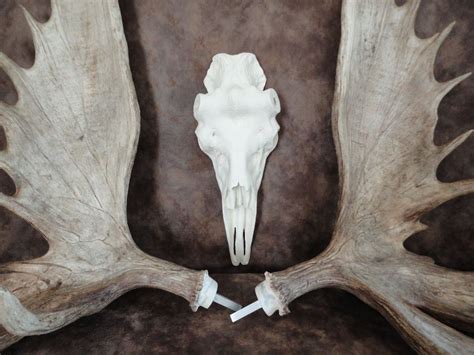 moose antler sheds pinned ready  mount  solid cast resin replica skull skulls  sale