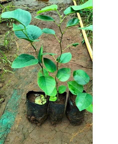 Green Pterocarpus Santalinus Red Sandalwood Plant For Medicinal 40