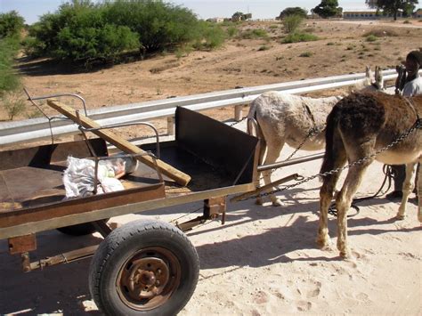 donkey cart accident