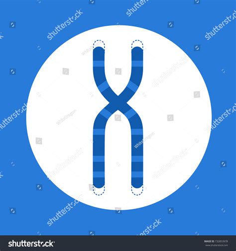 Chromosome Structure Telomeres Ends Stock Vector Vector De Stock