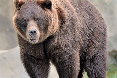 grizzly bear wallpapers images  pictures backgrounds
