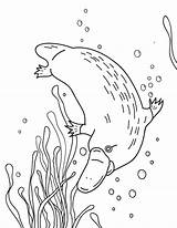 Platypus Coloring Billed Duck Pages Printable Colouring Museprintables Kids Printables Choose Board sketch template