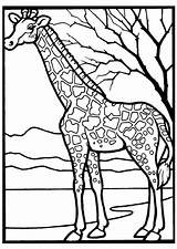 Savane Girafe Partager sketch template