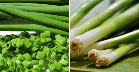 chives  green onions explained gardening channel