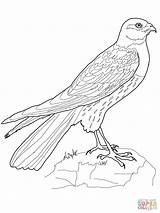 Harrier Coloring Pages Hawk Drawing Printable Bird Flying Supercoloring Colouring Crafts Getdrawings sketch template
