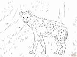 Hyena Spotted Coloring Pages African Drawing Getdrawings Hyenas Coloringbay Categories sketch template