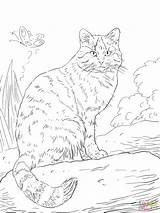 Cat Wild Coloring Pages European Cats Animals Colouring Supercoloring Printable Animal Color Caracal Print Sheets Wildcat Drawing Drawings Målarbilder sketch template