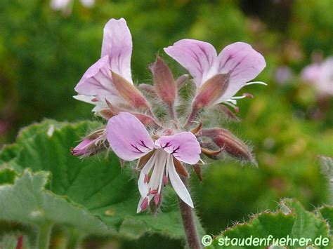 pelargonium cordifolium staudenfuehrerde