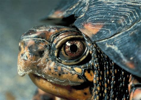 fileeastern box turtle headjpg