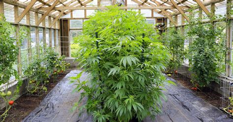 maximise  yield   cannabis plant sensi seeds