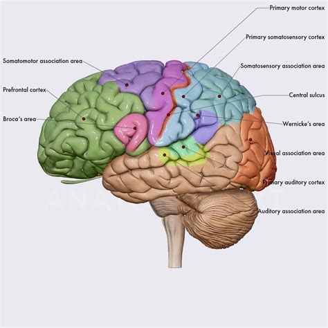 functional areas   cerebral cortex brain head  neck