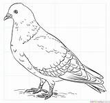 Pigeon Coloring Rock Draw Drawing Pages Drawings Outline Printable Pigeons Penguins Supercoloring Bird Kids Template Flower Tutorials Easy Sketch Birds sketch template