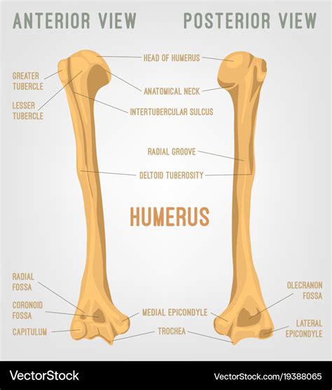 picture  humerous predicting outcomes  whiplash