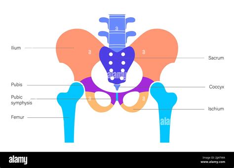 pelvis anatomy illustration stock photo alamy