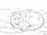 Loup Arctic Schnee Ausmalbild Polarwolf Ausdrucken Ausmalen Louveteau Laying Supercoloring Neige Couché Arctique Liegt Montagne Wolves Coloringpagesonly sketch template