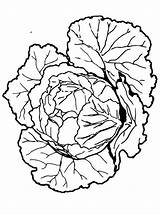 Cabbage Coloring Fun Kids sketch template