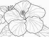Coloring Flower Hibiscus Pages Flowers Single Spring Drawing Japanese Petunia Plant Large Zinnia Colouring Adult Step Printable Color Clipart Print sketch template