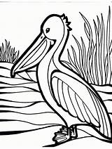 Pelican Colorat Pelicano Copii Biopedia Gaddynippercrayons sketch template