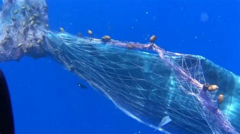 italian coast guard work to free sperm whale caught in net ctv news