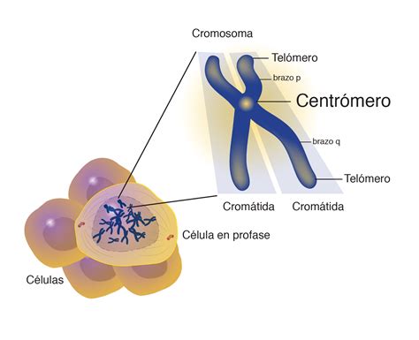 Genes Y Cromosomas ¿cómo Determinan Nuestra Vida Y Salud Cuestión