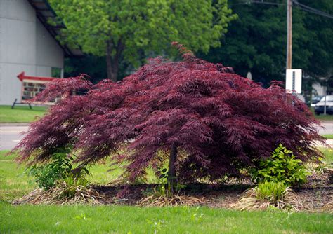Majestic Purple Plants For Your Garden Crasstalk