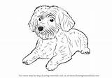 Schnoodle Drawingtutorials101 Newfoundland Dogs sketch template