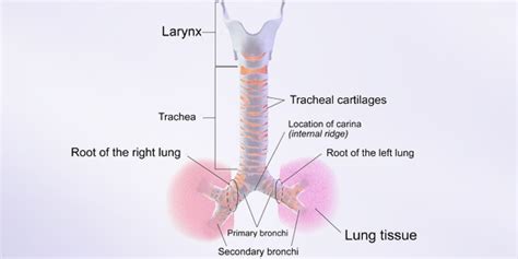 Trachea Definition Functions And Parts