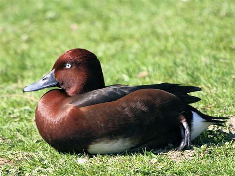 baers pochard pictures