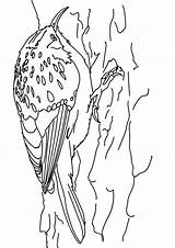 Creeper Trepadeira Ptaki Scribblefun sketch template