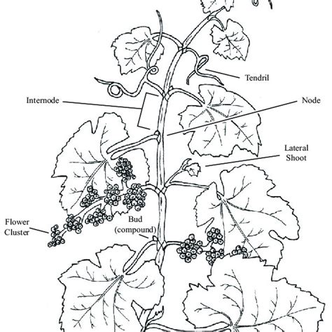 stages  grapevine growth adapted  permission  meier   scientific diagram