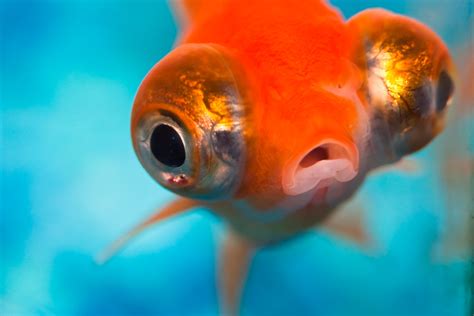 como tentar  los peces segun sus organos sensoriales