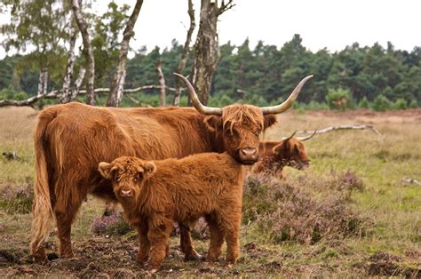 highland cattle  life  animals