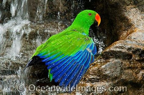 pin  gabriel biel  aves parrot waterfall photo animals  pets