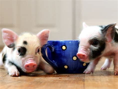 adorable teacup pigs  latest hit  brits todaycom