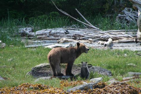 month grizzly bear cub grizzly bear tours whale watching