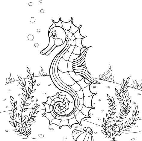seahorse coloring pages   printable  verbnow