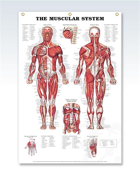 muscular system enlarged anatomy poster clinicalposters