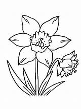 Daffodil Daffodils Bordar Bordados Flower sketch template