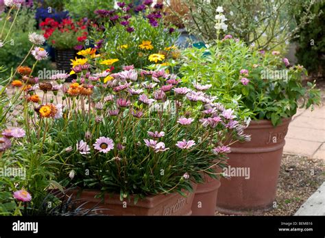 flowers  containers stock photo alamy