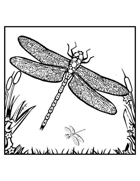 printable dragonfly coloring pages  kids detailed coloring