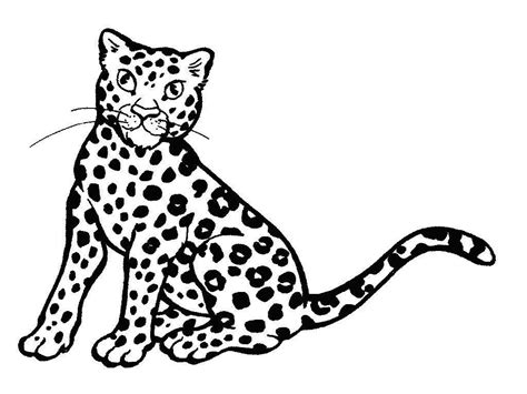 leopard pictures  print coloring home