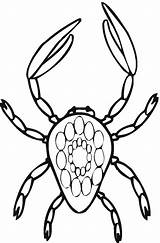 Crab Coloring Pages Printable Kids Animalplace sketch template